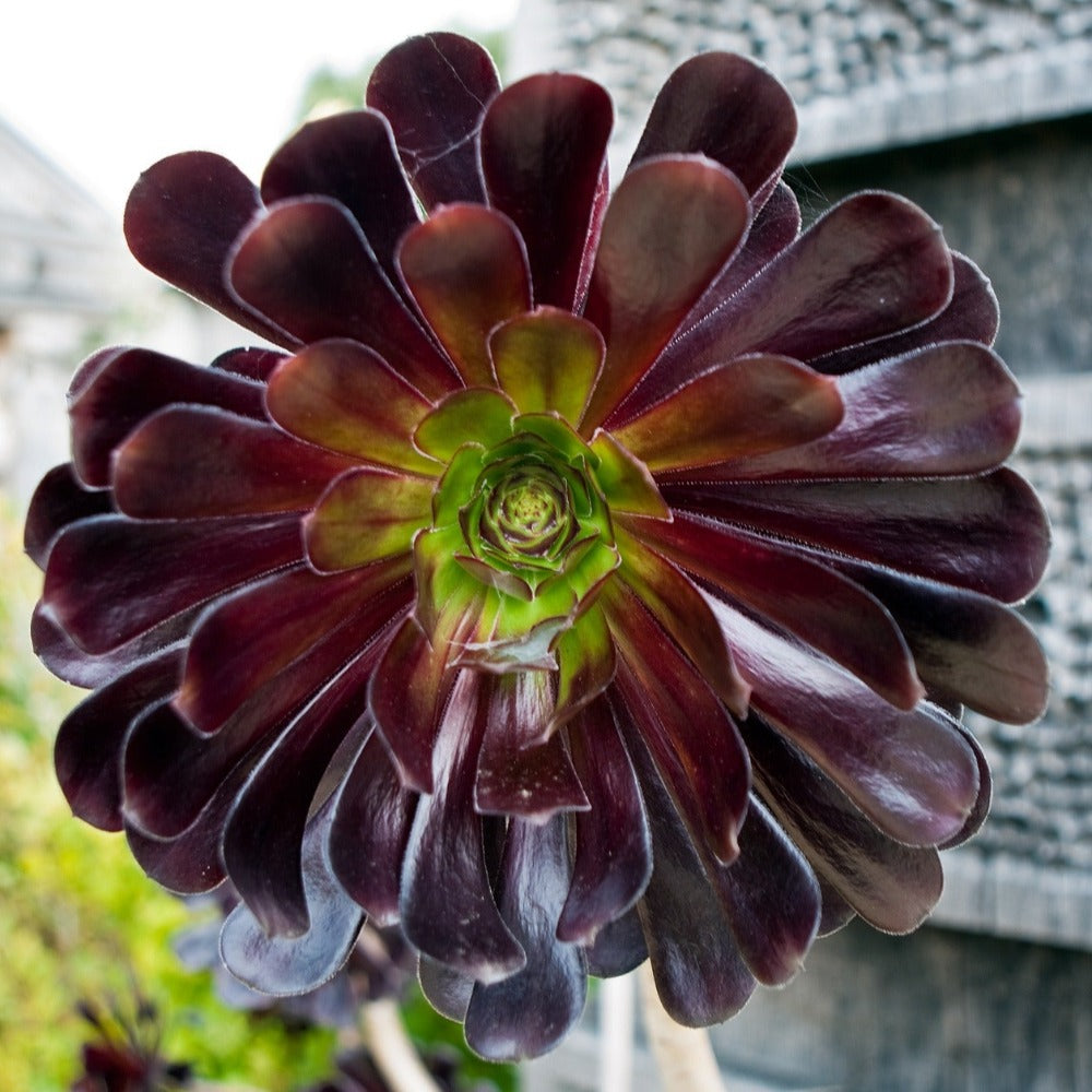 dark red succulent plant Black Rose Aeonium