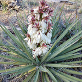 Banana Yucca - Yucca Baccata - C&J Gardening Center