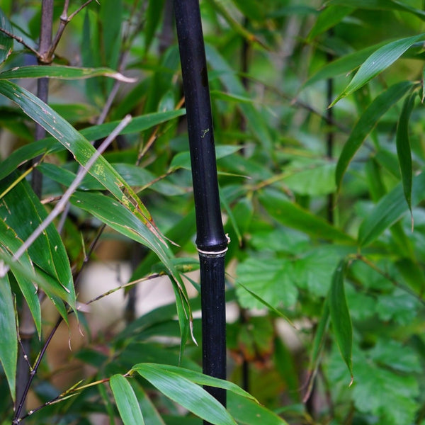 Black Bamboo Bamboo - 20 Gallon ( 5