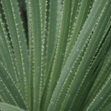Desert Spoon - C&J Gardening Center