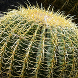 Golden Barrel Cactus - by Pixabay