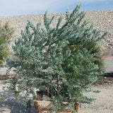 Blue Bush Acacia - C&J Gardening Center