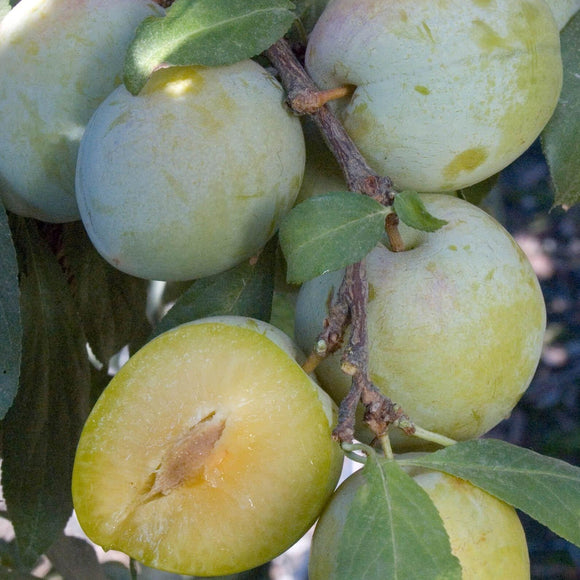 Emerald Beaut Plum