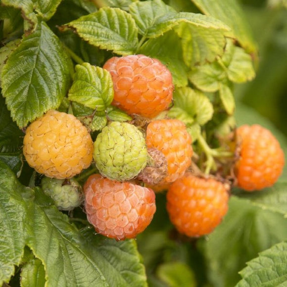 Fall Gold Everbearing Raspberry | C&J Gardening Center