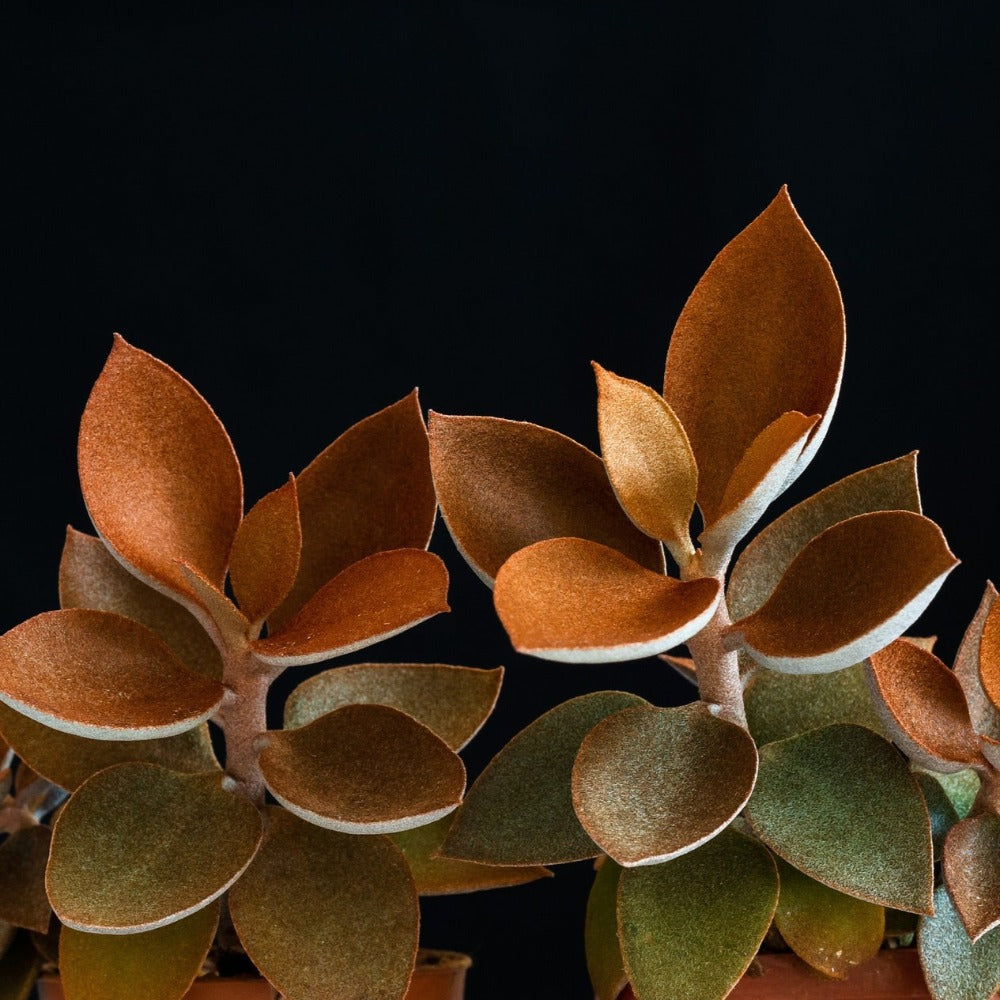 Copper Spoons Desert