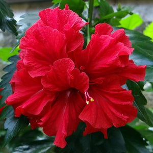 Double Red Shade Hibiscus