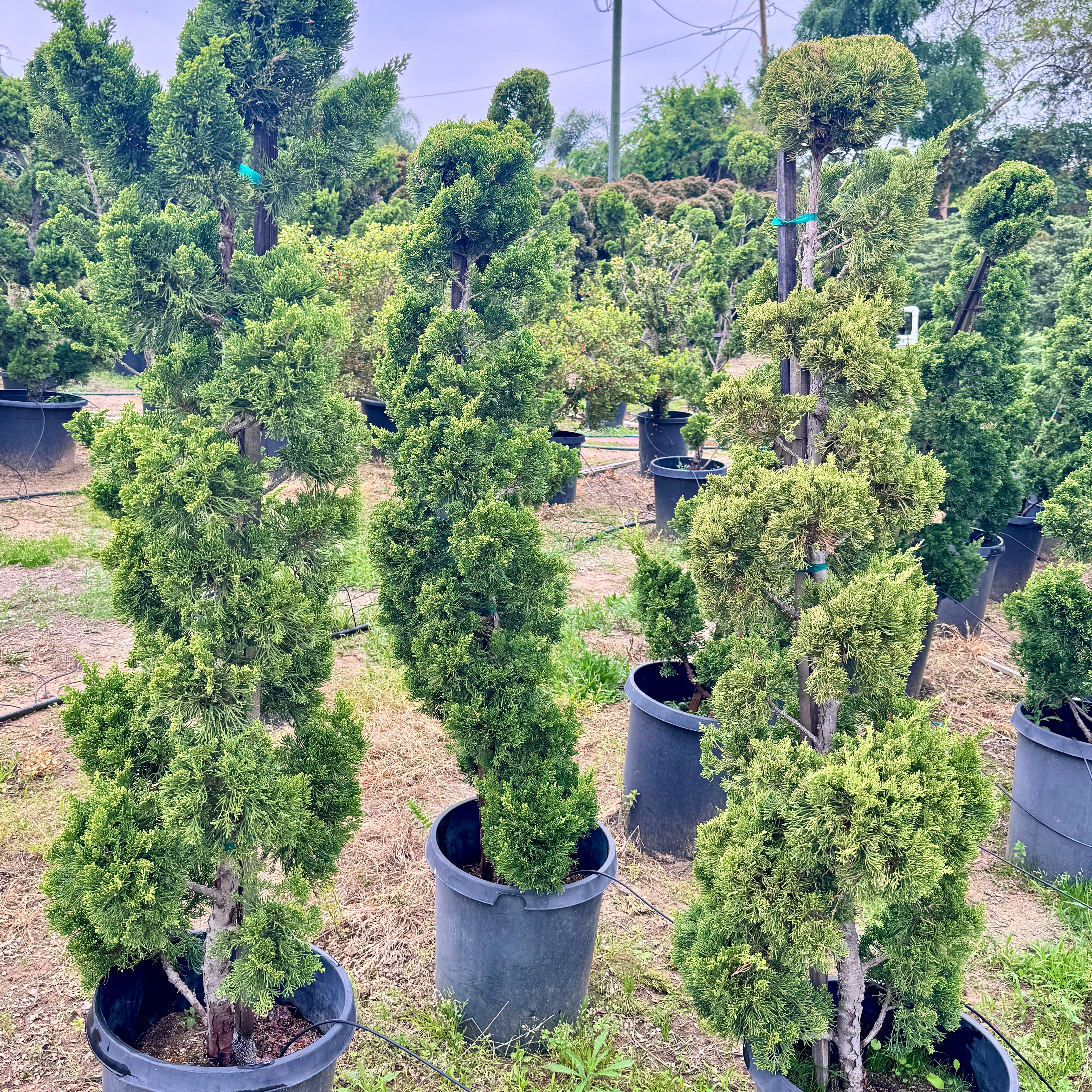 hollywood juniper bonsai tree Hollywood Juniper Garden Bonsai Tree General Tree