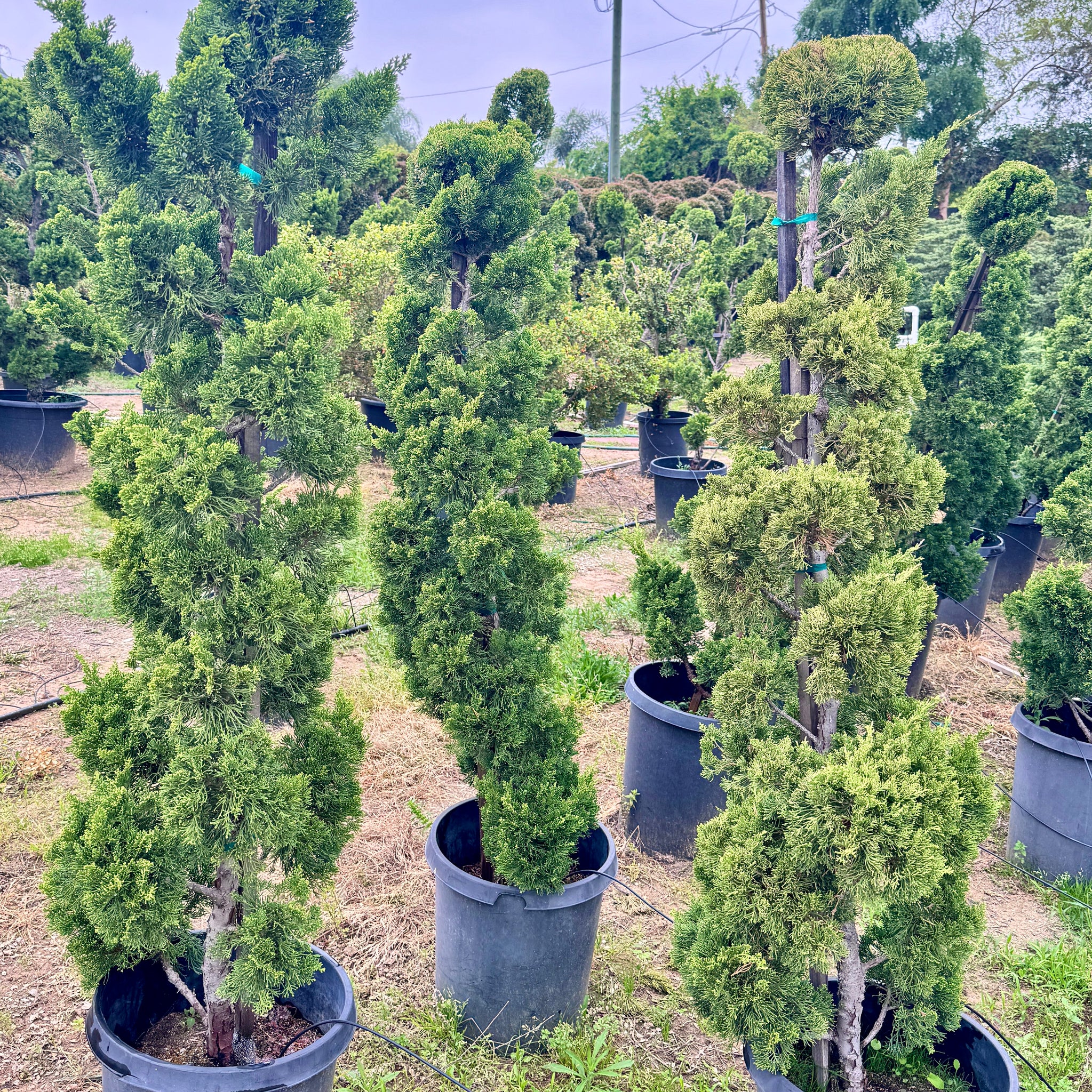 evergreen juniper bonsai tree Hollywood Juniper Garden Bonsai Tree General Tree