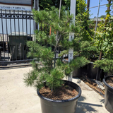 Japanese Black Pine Tree
