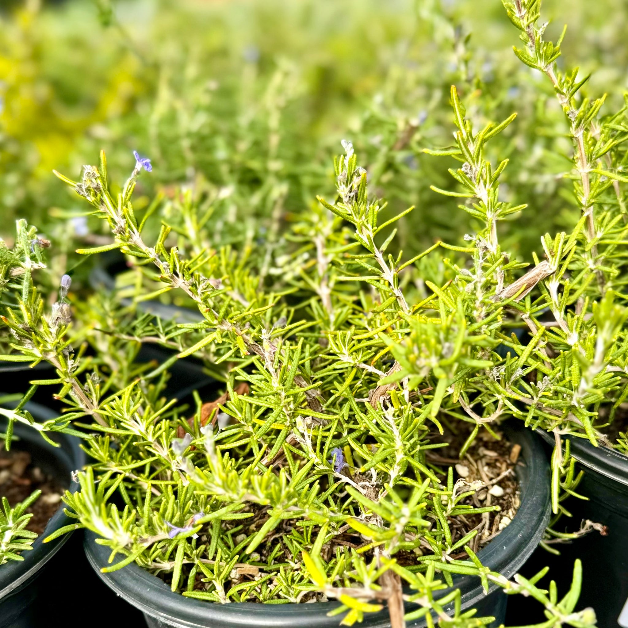 Creeping Rosemary