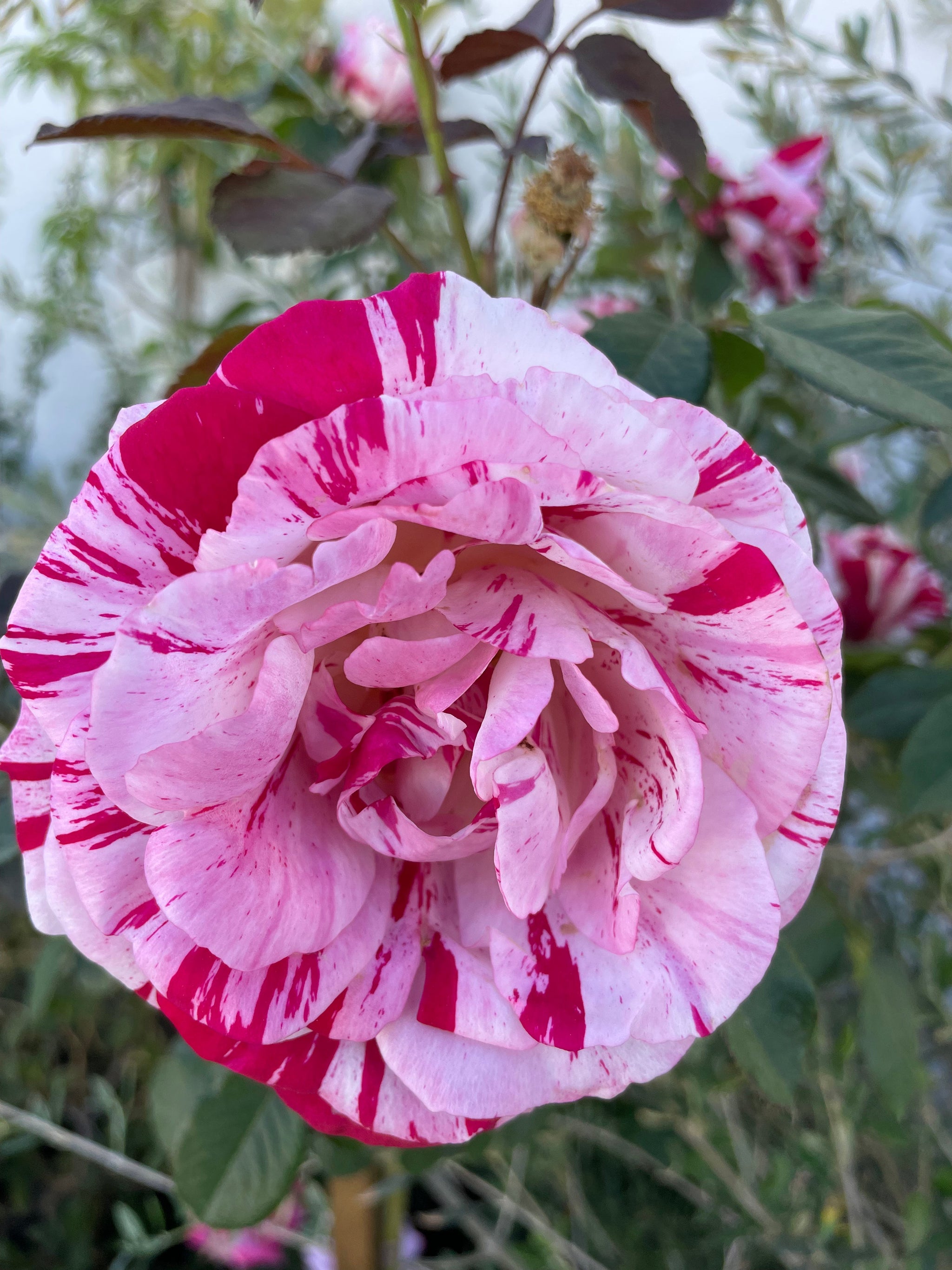 roseリーメント Scentimental Rose | C&J Gardening Center