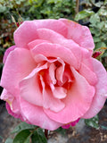 First Prize Rose Shurb