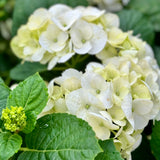 White Shade Hydrangea