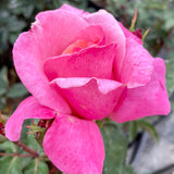 First Prize Rose Shurb