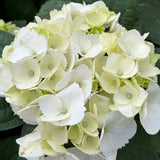 White Shade Hydrangea