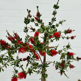 Bottlebrush Tree - C&J Gardening Center