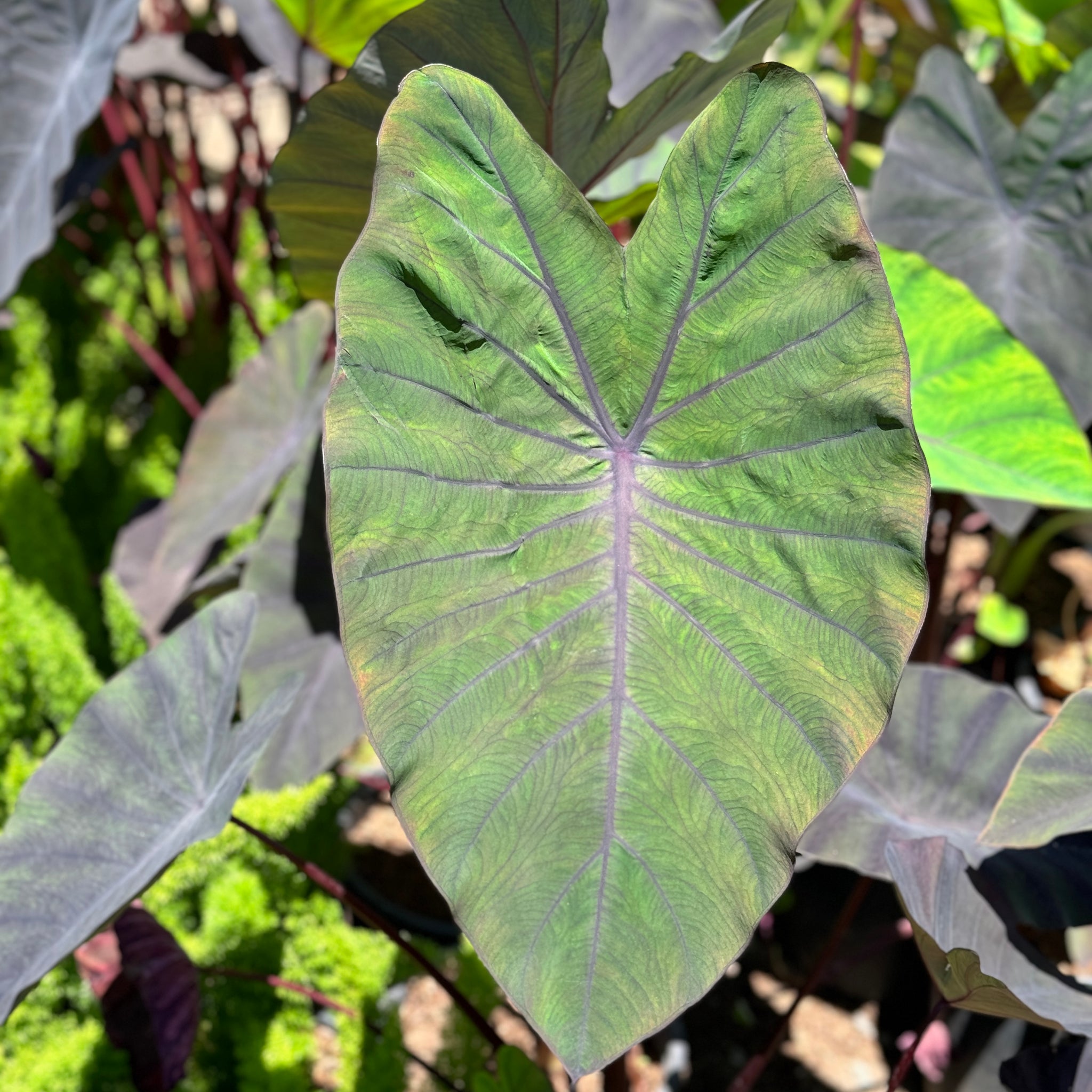 black spots on elephant ear plant Black Magic Elephant Ears
