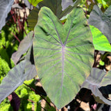 Black Magic Elephant Ears