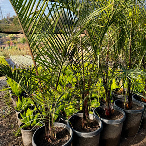 palm tree plant price Triangle Palm Palm Tree