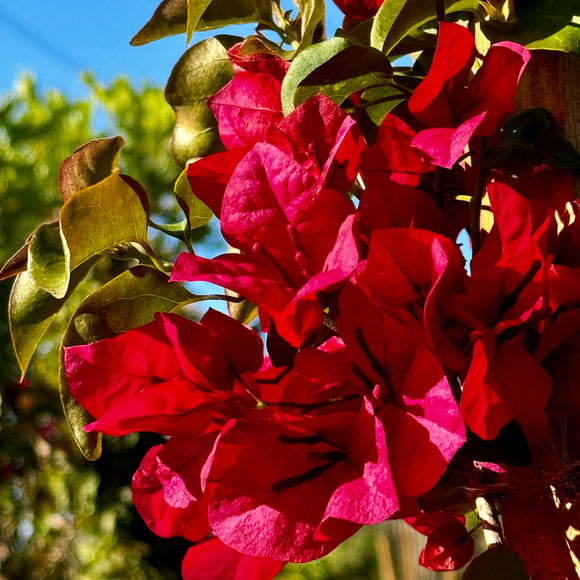 Red Shade Bougainvillea Vine - C&J Gardening Center
