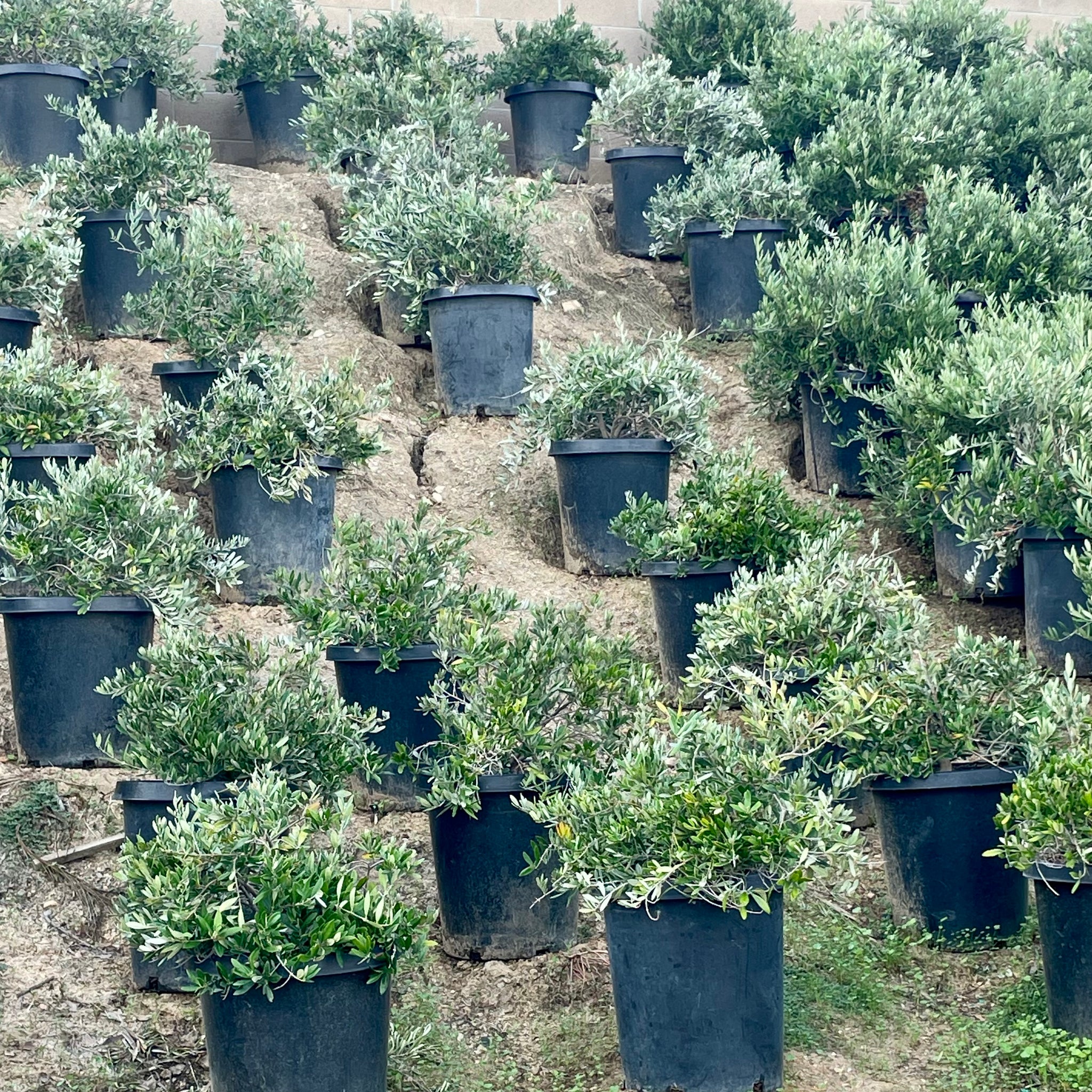 Fruitless Dwarf Olive | C&J Gardening Center