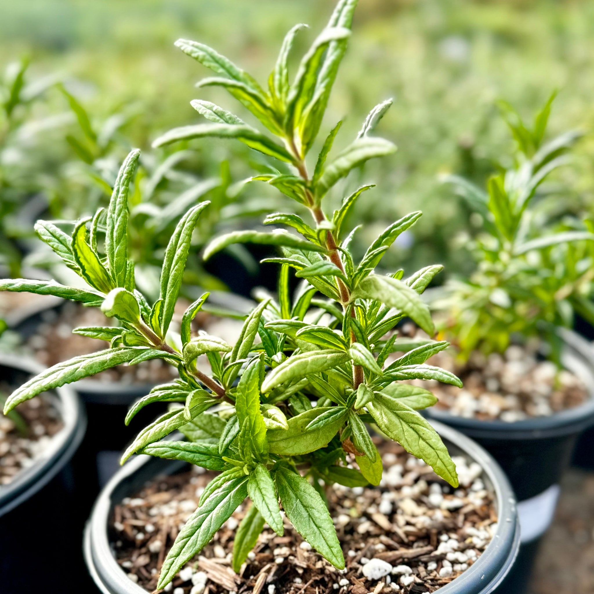 Jelly Bean Orange Monkeyflower | C&J Gardening Center