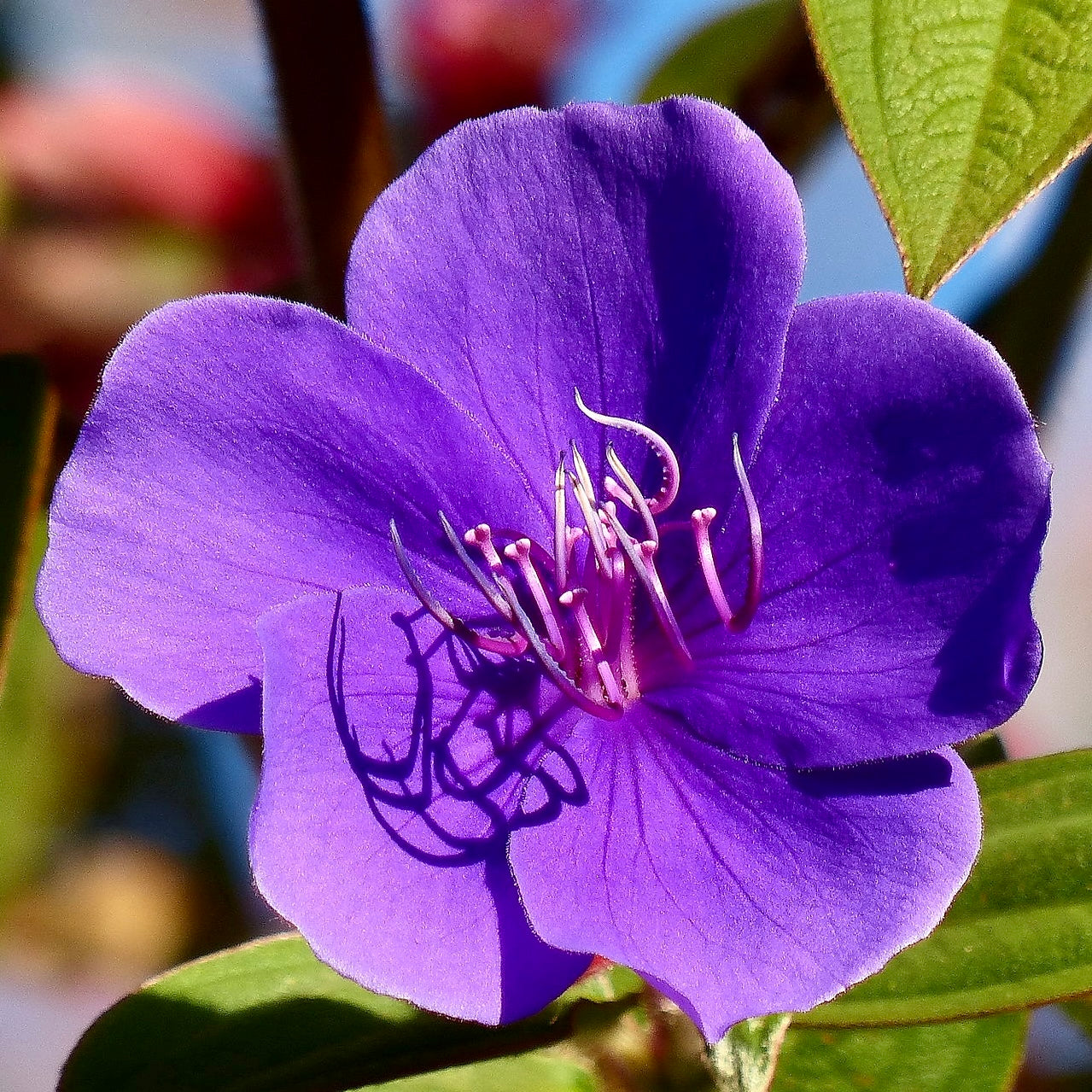 Princess Flower | C&J Gardening Center