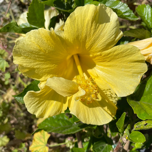 Yellow Hibiscus Patio Tree