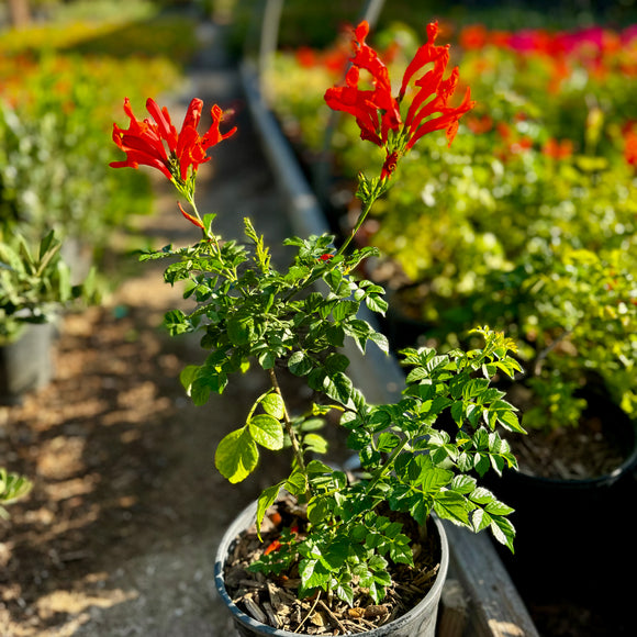 honeysuckle plant in pot Cape Honeysuckle