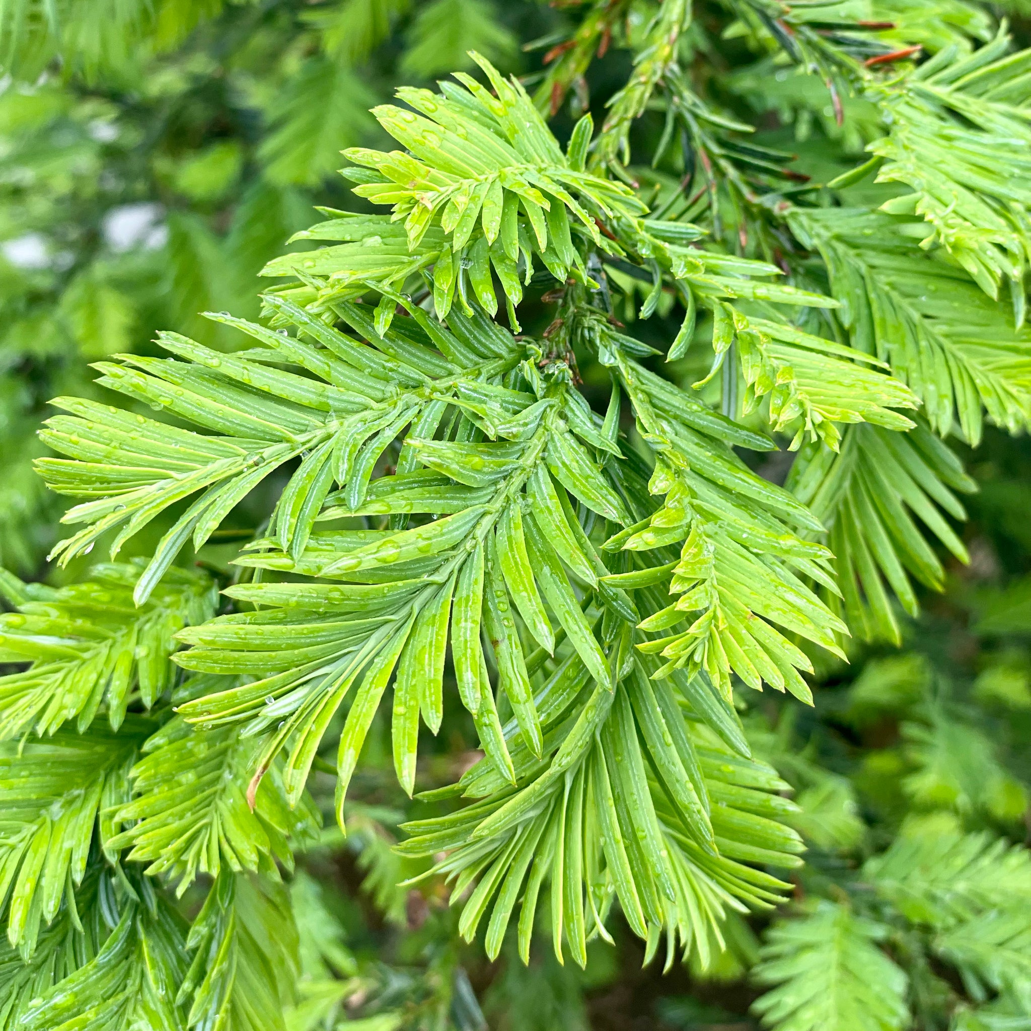 Coast Redwood | C&J Gardening Center