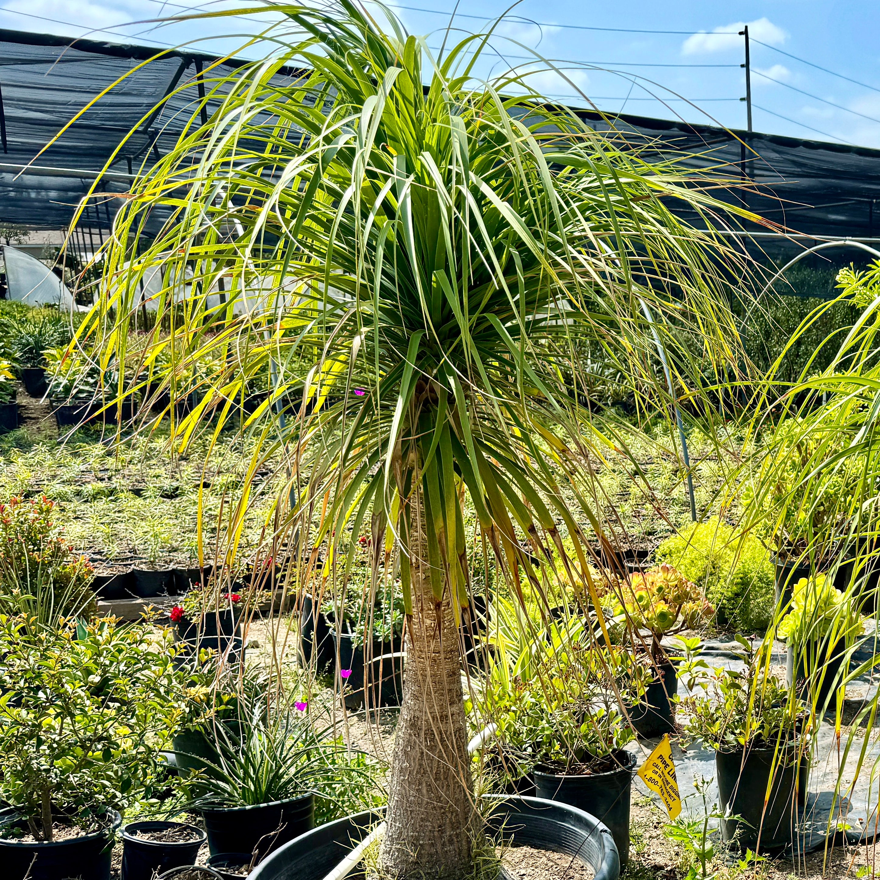 Ponytail Palm Indoor Plant