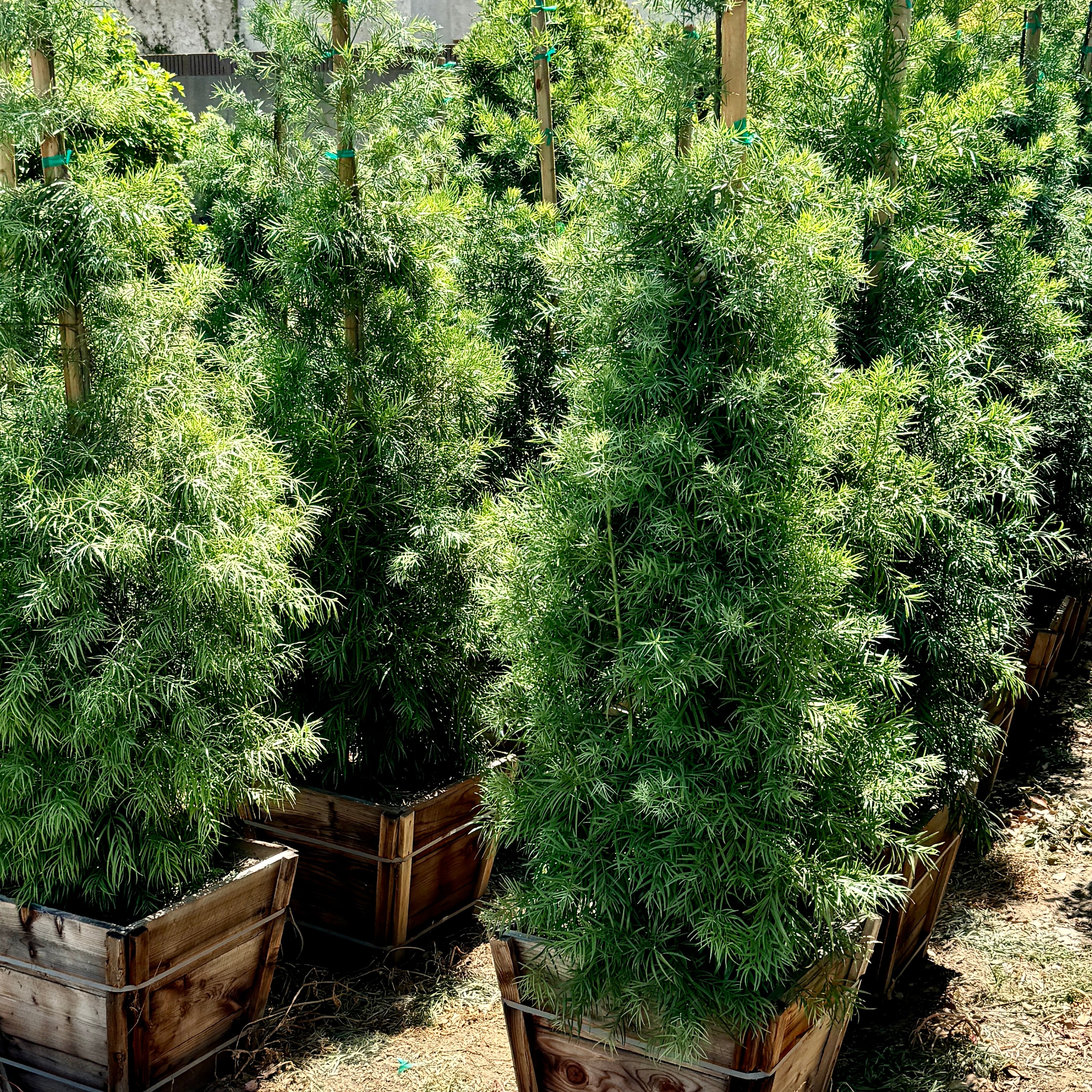 C&J Gardening Center Podocarpus Graci...