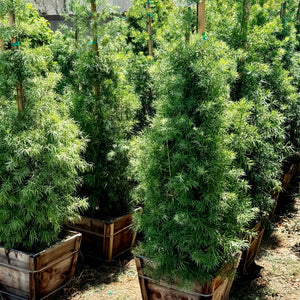 podocarpus indoor plant Fern Pine - Podocarpus Gracilior Hedge Shrub - 25 Gallon ( 6