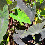 Black Magic Elephant Ears