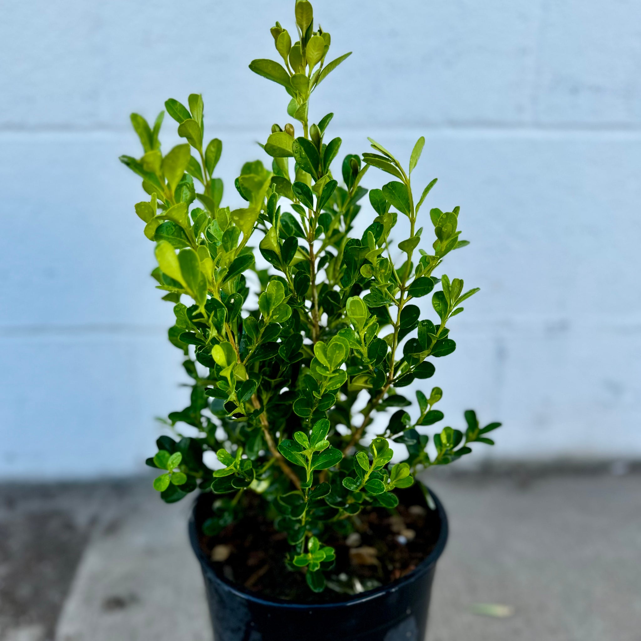 Japanese Boxwood | C&J Gardening Center