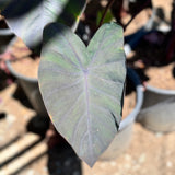 Black Magic Elephant Ears