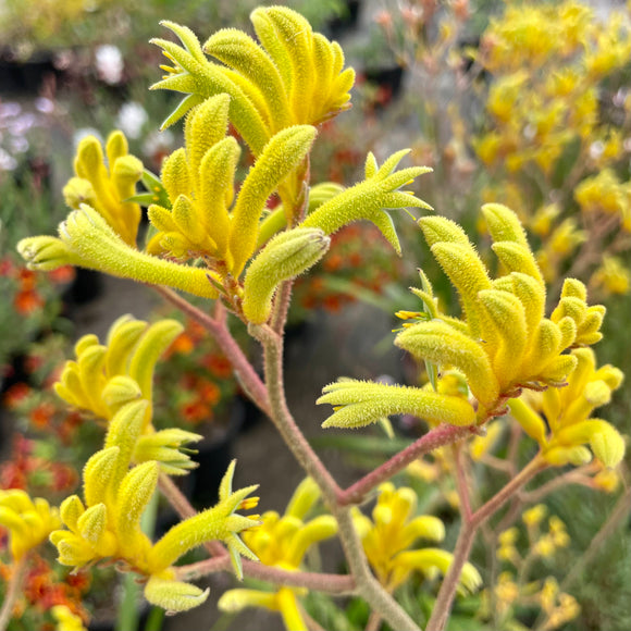 kangaroo palm plant Yellow Kangaroo Paw
