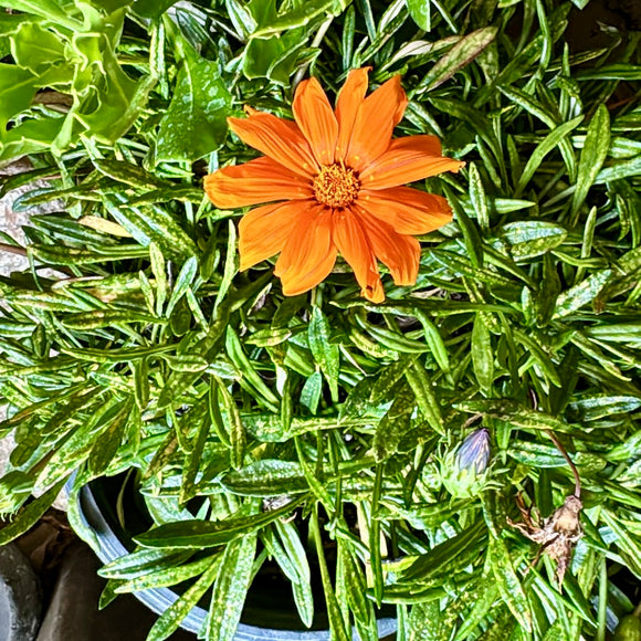 Orange Gazania