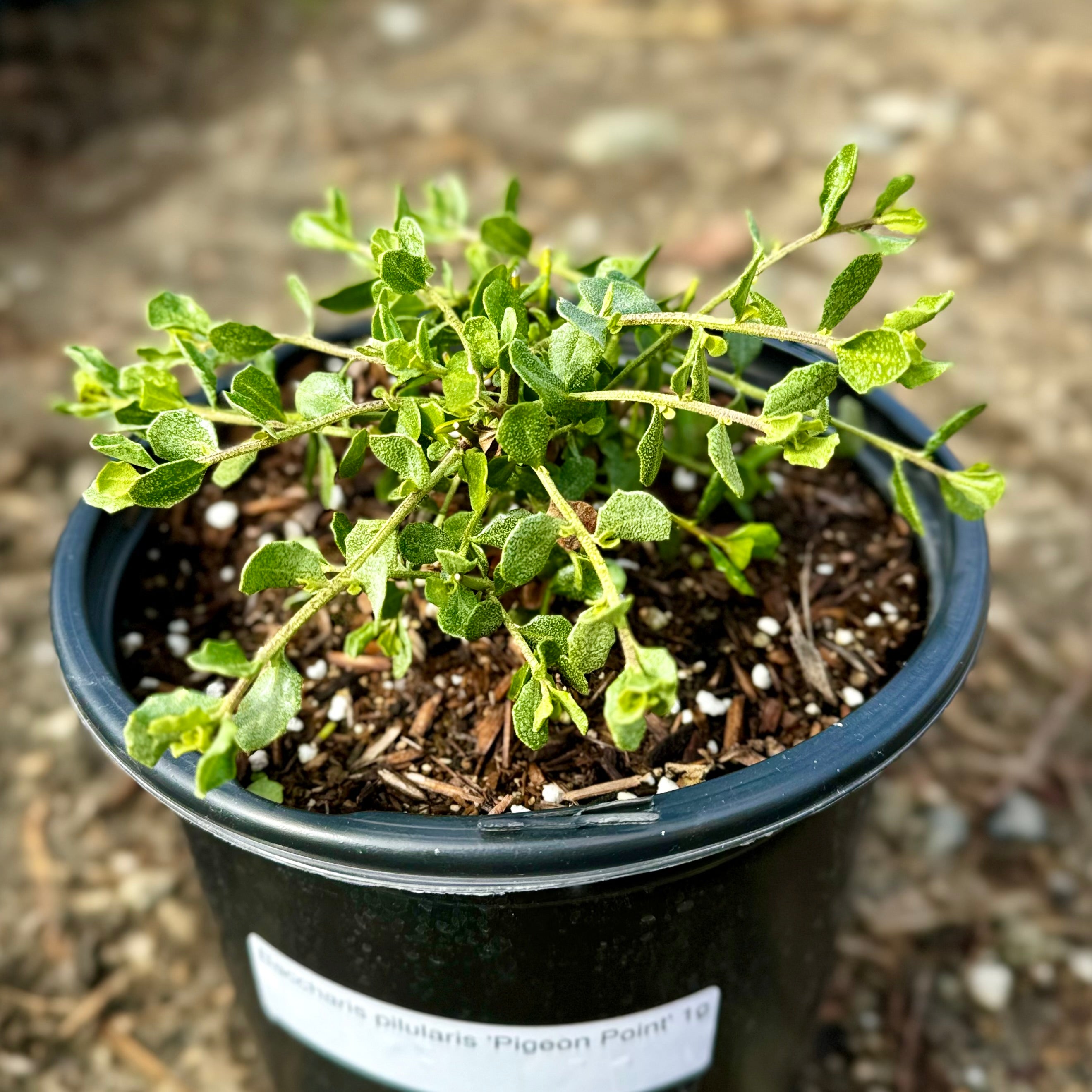 Dwarf Coyote Brush | C&J Gardening Center