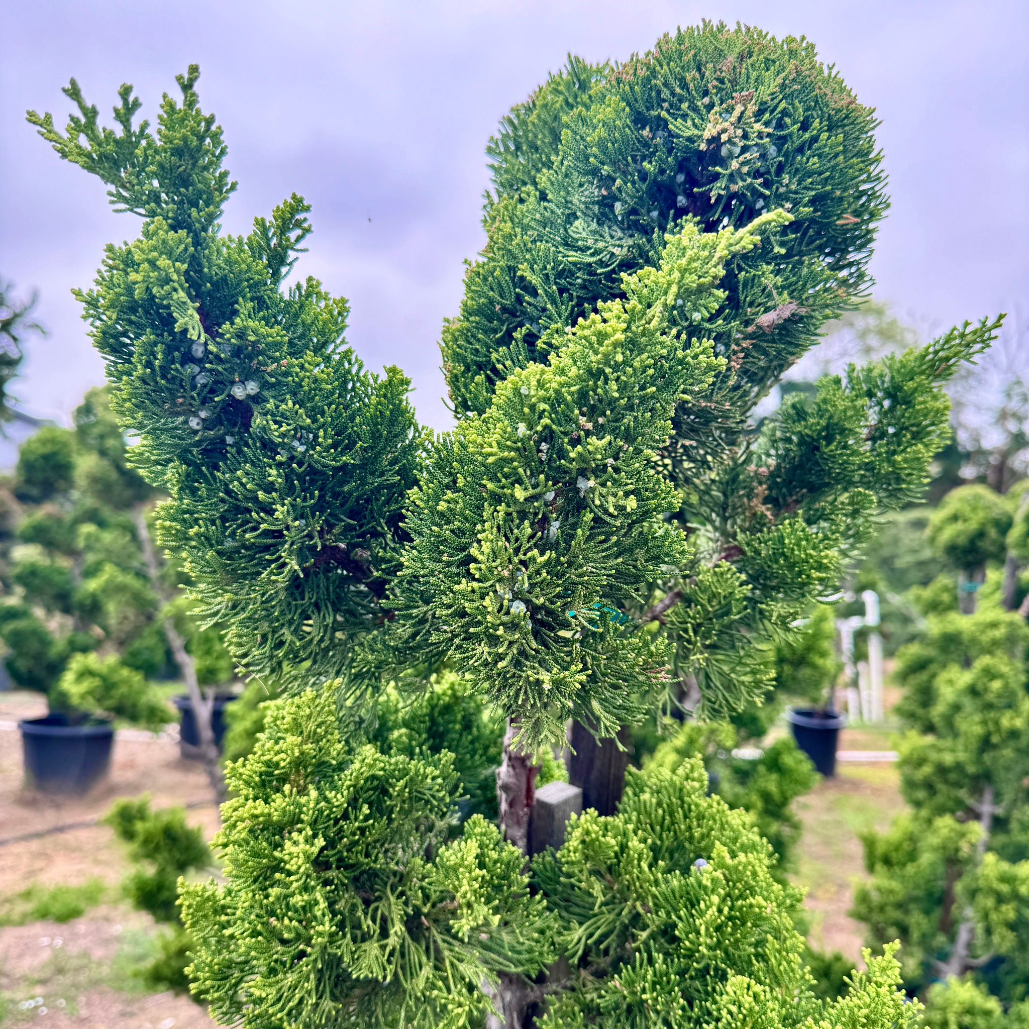 evergreen bonsai tree for sale Hollywood Juniper Garden Bonsai Tree General Tree