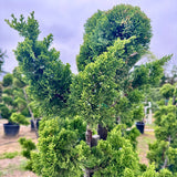 Hollywood Juniper Garden Bonsai Tree