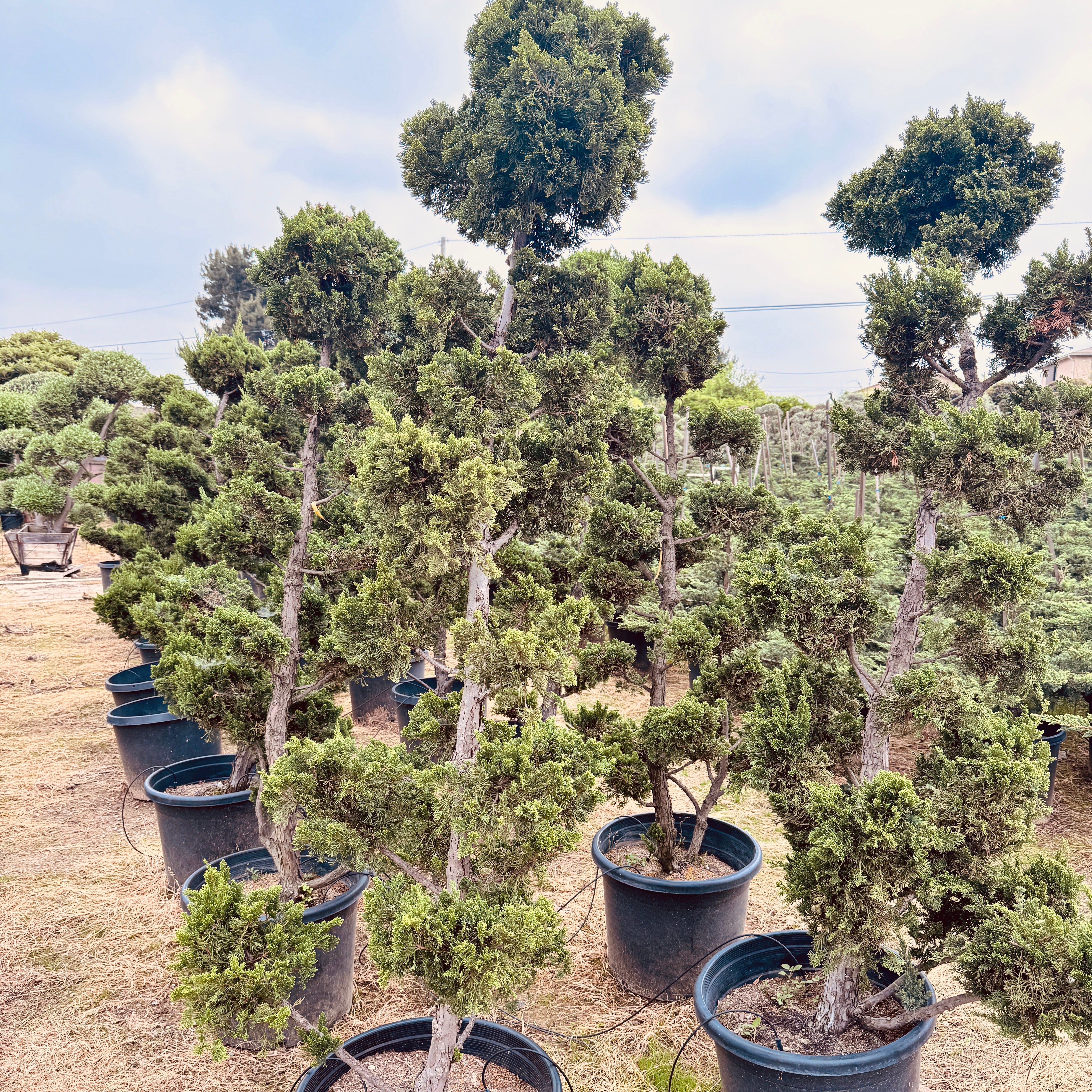 Hollywood Juniper Garden Bonsai Tree General Tree