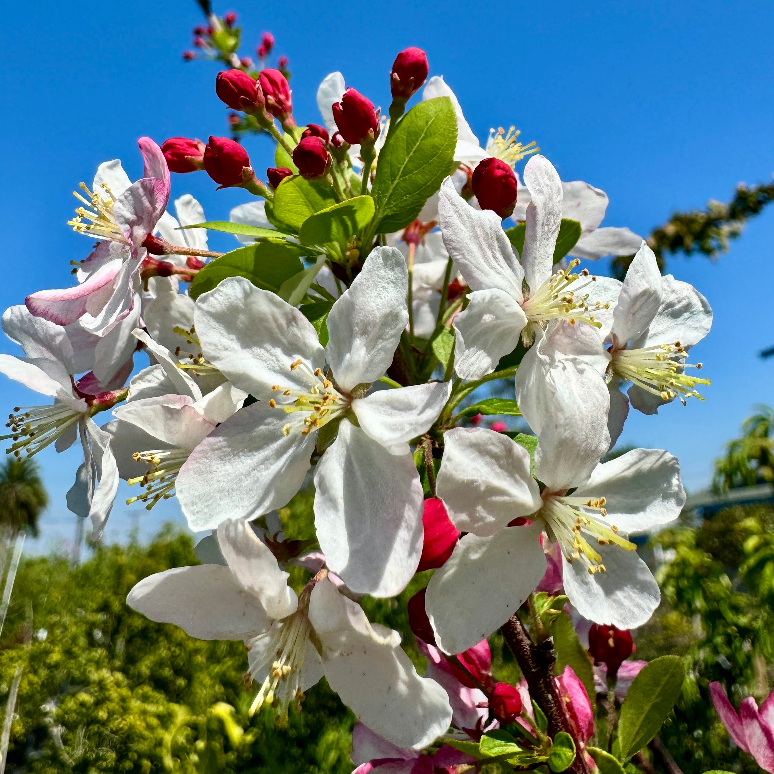 Japanese Flowering Crabapple - Malus floribunda | C&J Gardening Center