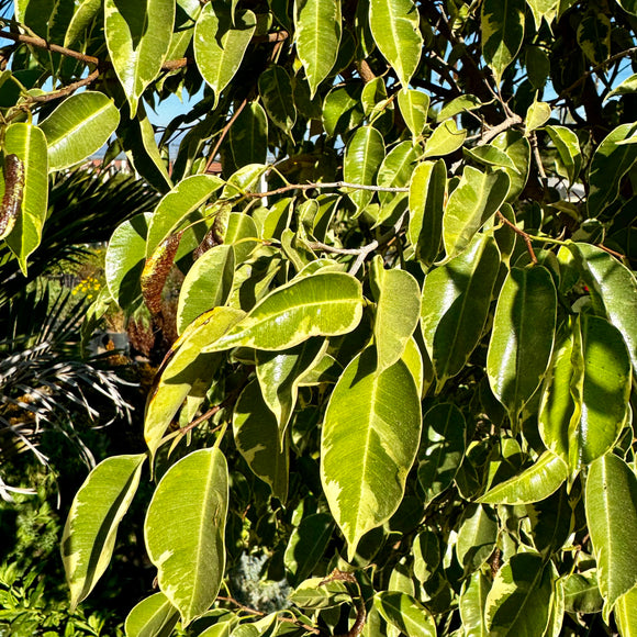 Variegated Weeping Fig - Ficus Benjamina Variegata