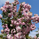 Kwanzan Flowering Cherry