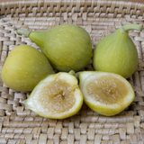 Janice Seedless White Kadota Fig - C&J Gardening Center