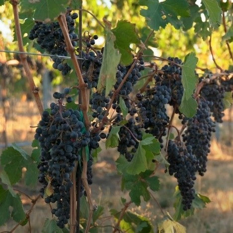 Merlot Wine Grape Vine C&J Gardening Center