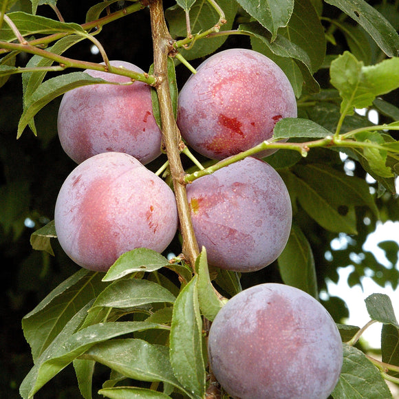 Methley Plum