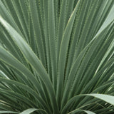 Desert Spoon - C&J Gardening Center