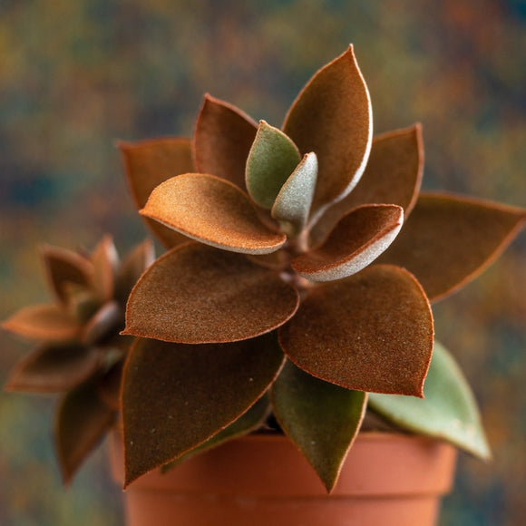 copper plant succulent Copper Spoons Desert